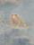Frosch